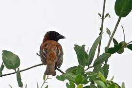 Chestnut Weaver