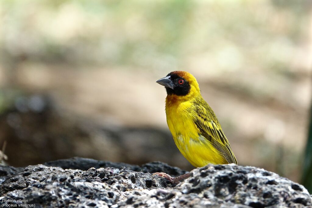 Vitelline Masked Weaver male