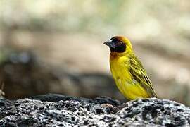 Vitelline Masked Weaver