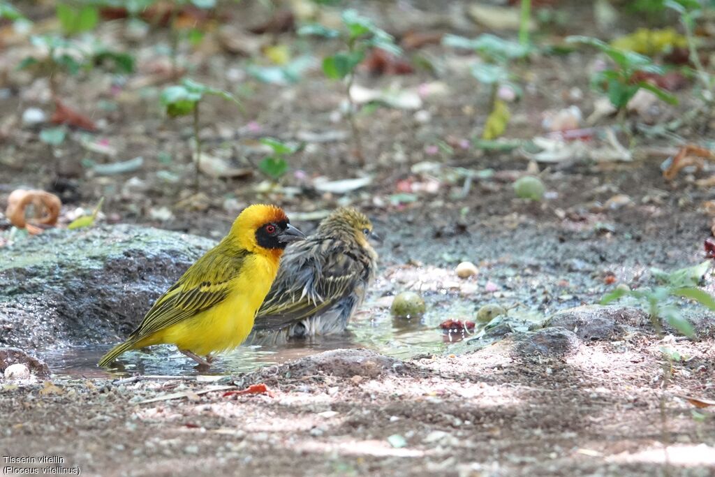 Vitelline Masked Weaver male