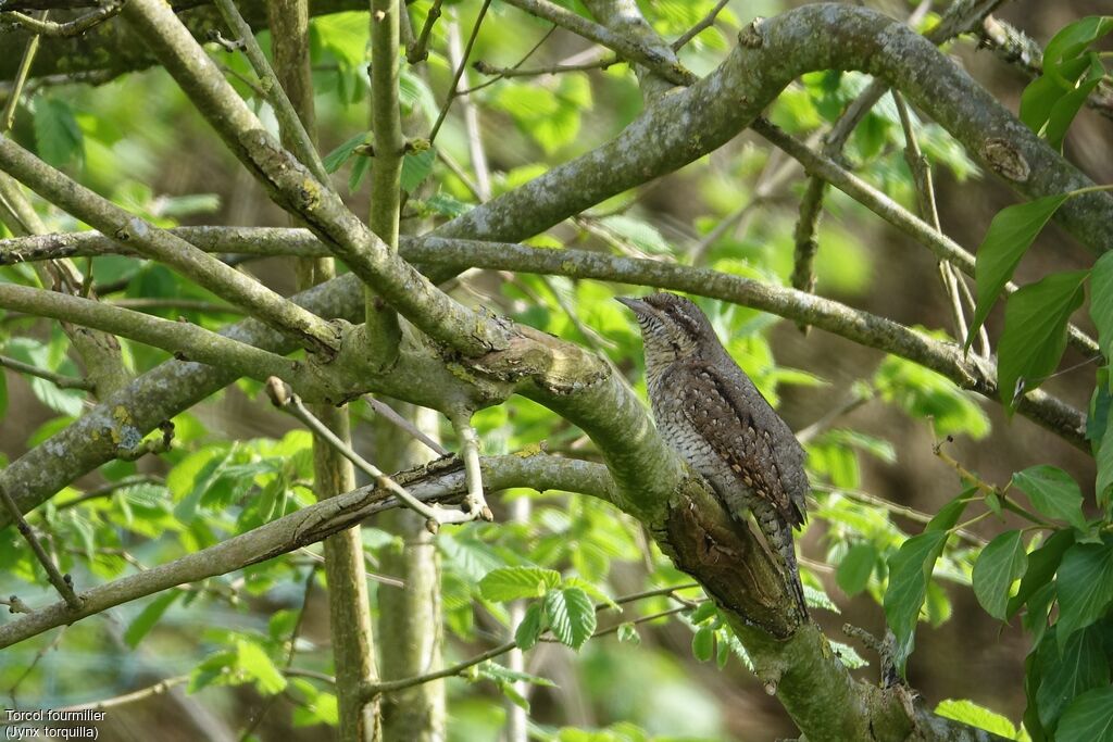 Eurasian Wryneck