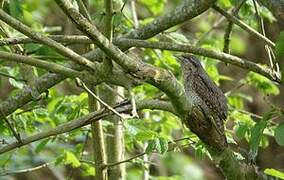 Eurasian Wryneck