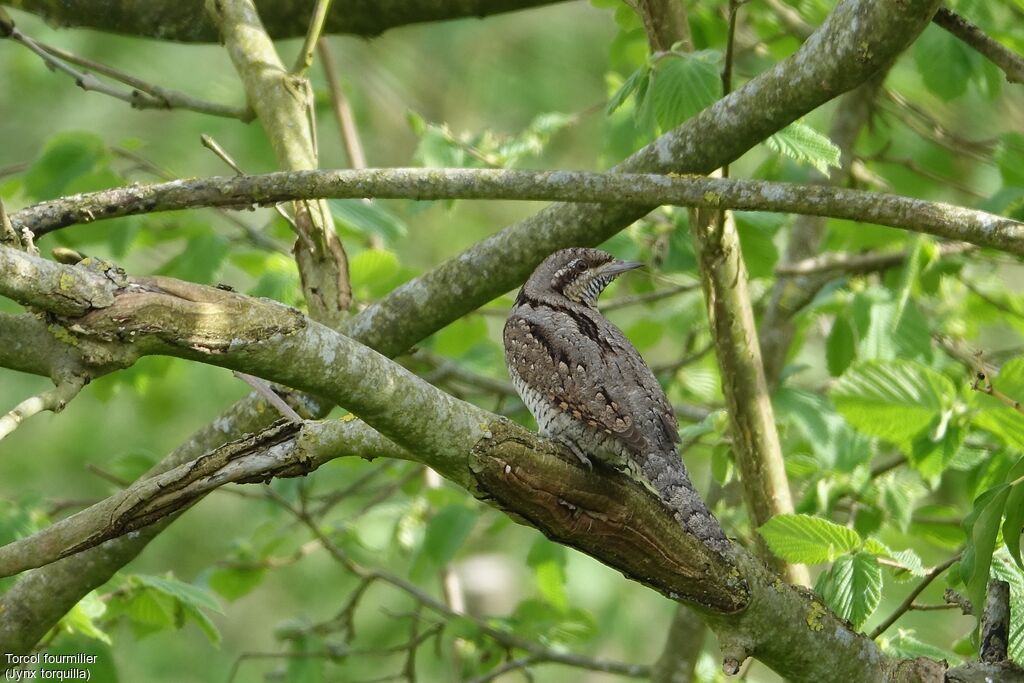 Eurasian Wryneck