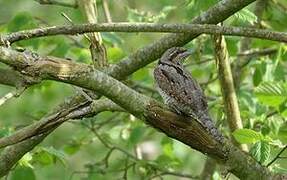 Eurasian Wryneck