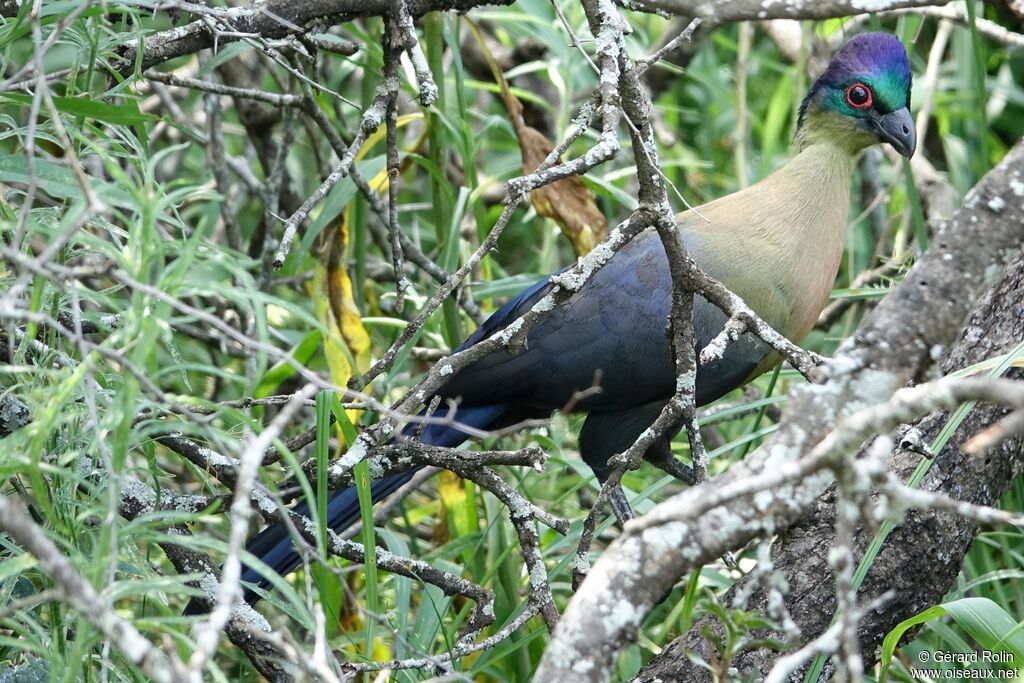 Purple-crested Turaco