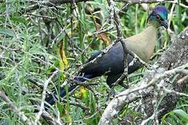 Purple-crested Turaco