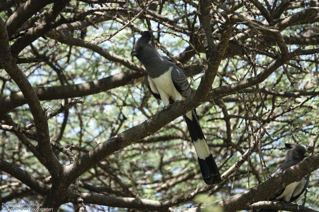 White-bellied Go-away-bird male adult