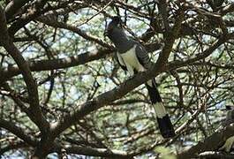 White-bellied Go-away-bird