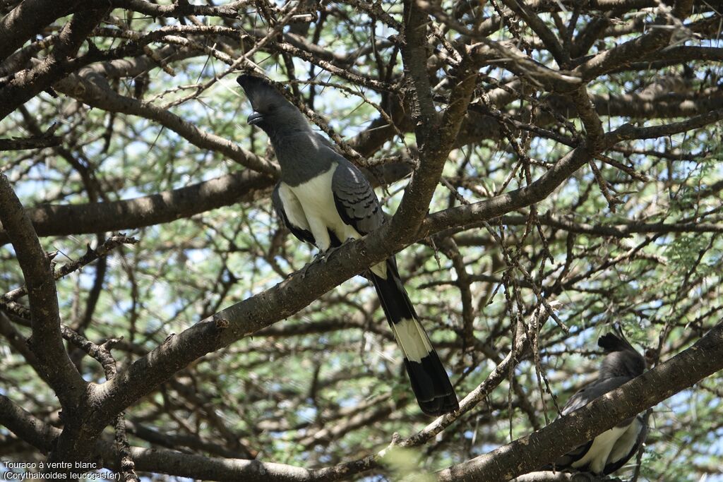 White-bellied Go-away-bird male