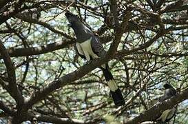 White-bellied Go-away-bird