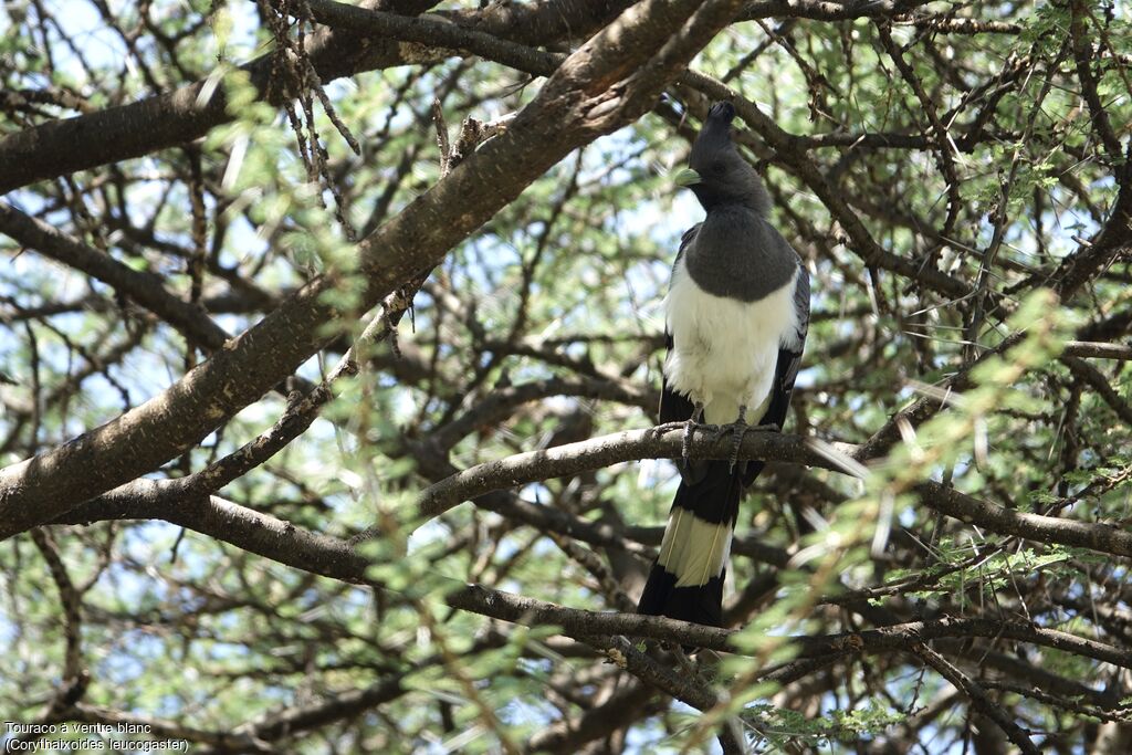 White-bellied Go-away-bird female