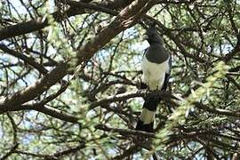 White-bellied Go-away-bird