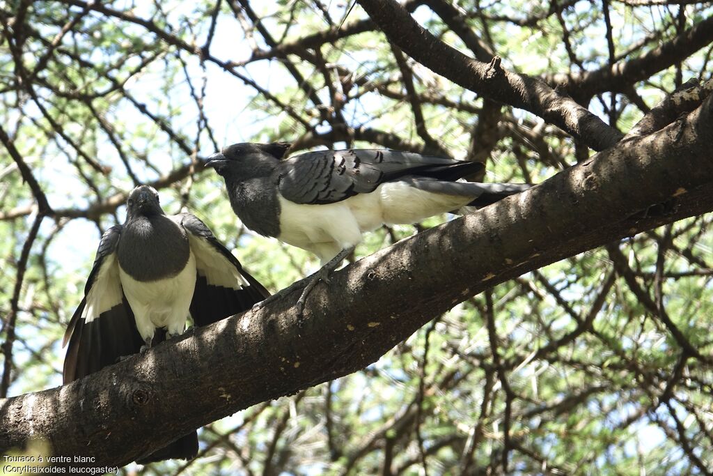 White-bellied Go-away-bird male