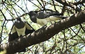 White-bellied Go-away-bird