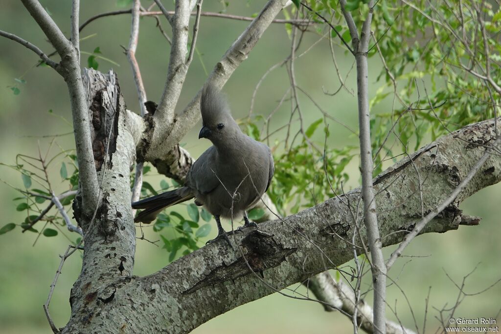 Grey Go-away-bird