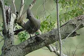 Grey Go-away-bird