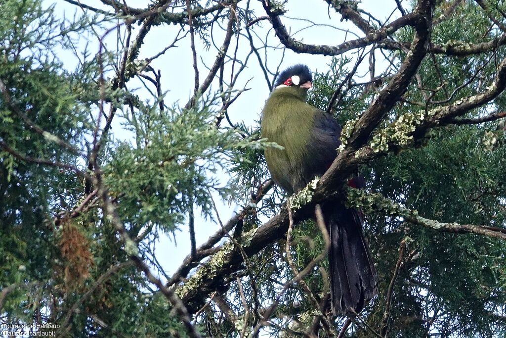 Hartlaub's Turaco