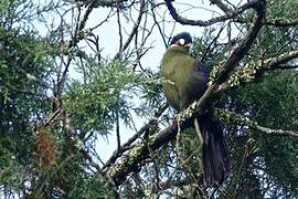 Hartlaub's Turaco