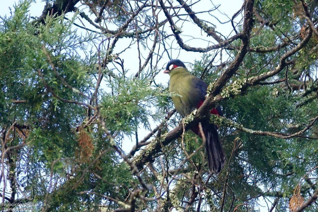 Hartlaub's Turaco