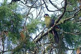 Hartlaub's Turaco