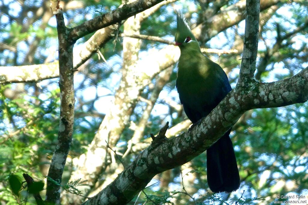 Livingstone's Turaco