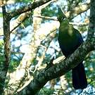 Touraco de Livingstone