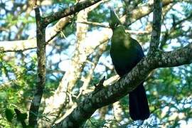 Livingstone's Turaco