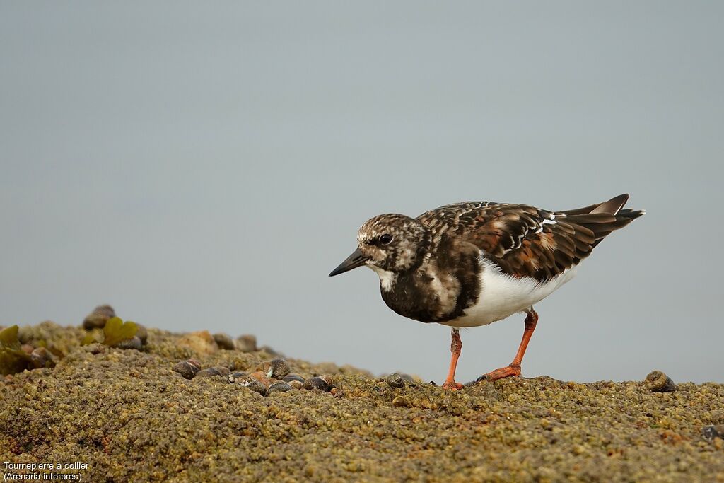 Ruddy Turnstone