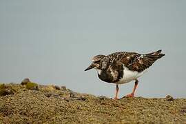 Ruddy Turnstone