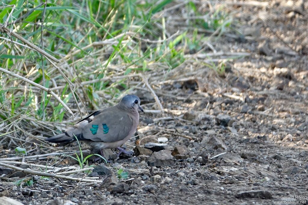 Emerald-spotted Wood Dove