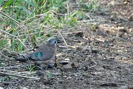 Emerald-spotted Wood Dove