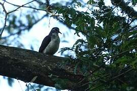 Tambourine Dove