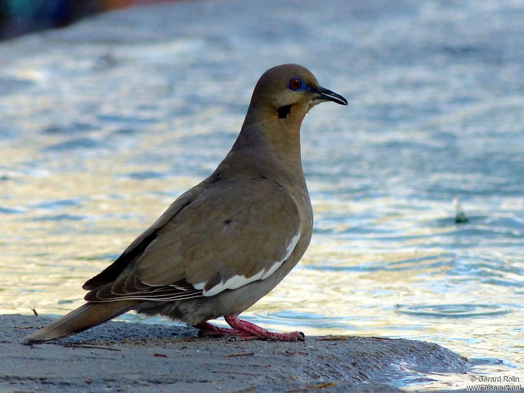 White-winged Dove