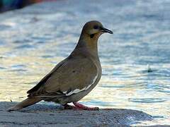 White-winged Dove