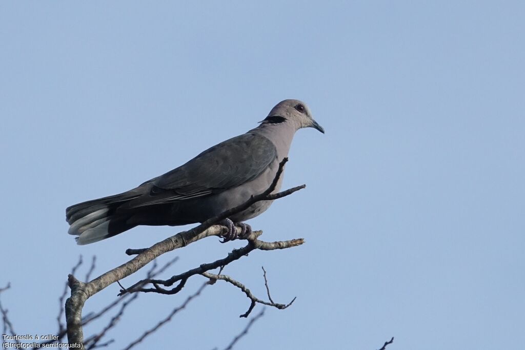 Red-eyed Dove