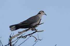 Red-eyed Dove