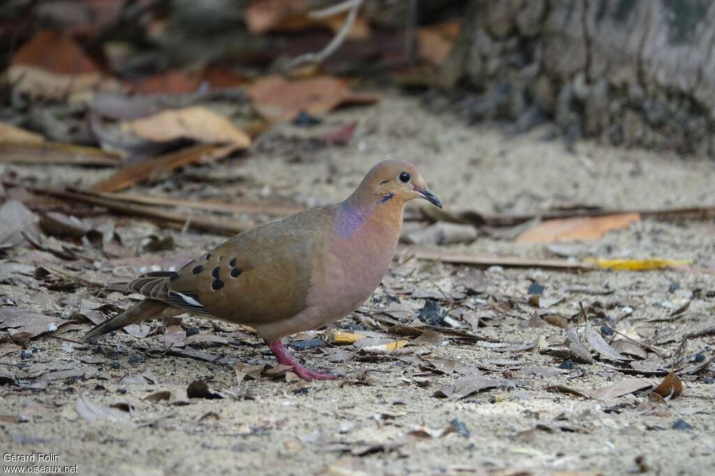 Zenaida Doveadult, identification