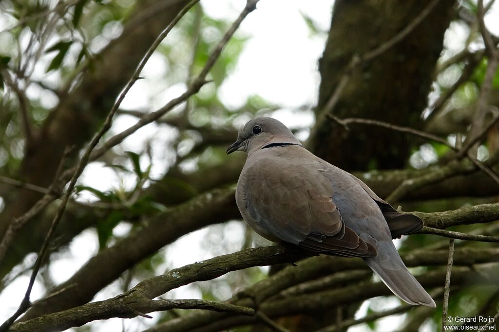 Ring-necked Dove