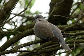 Ring-necked Dove