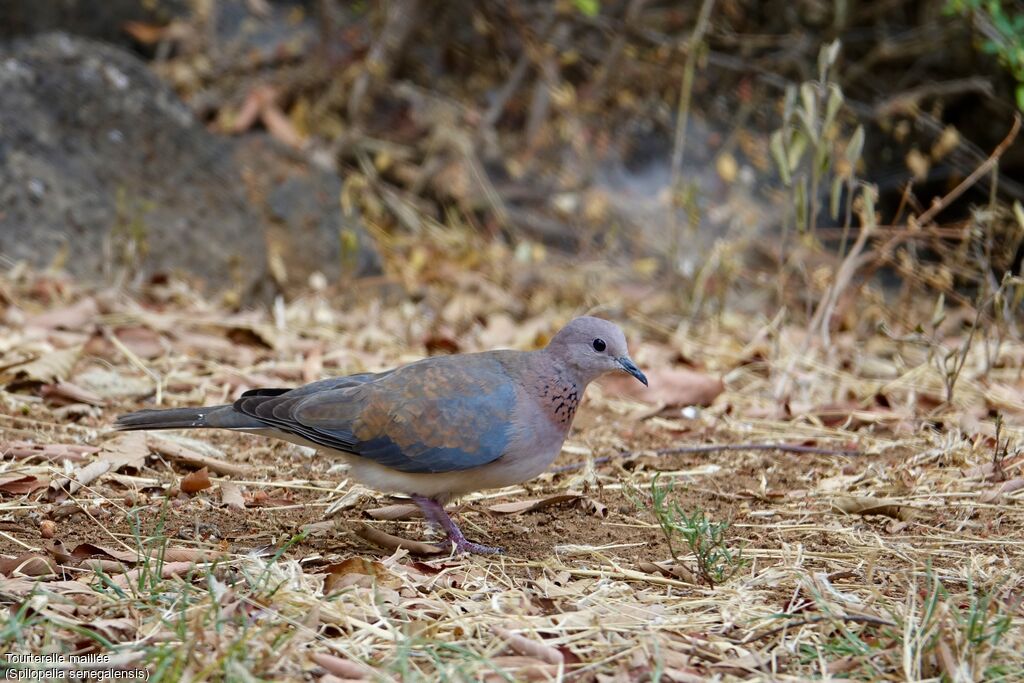 Laughing Dove