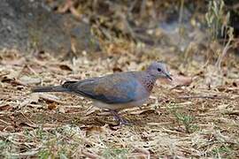 Laughing Dove