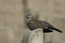 West Peruvian Dove