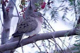 Eared Dove