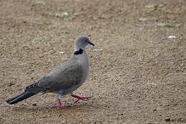 Mourning Collared Dove