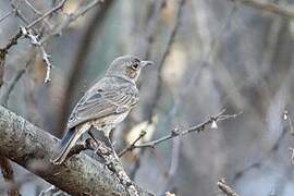 Brown-tailed Rock Chat