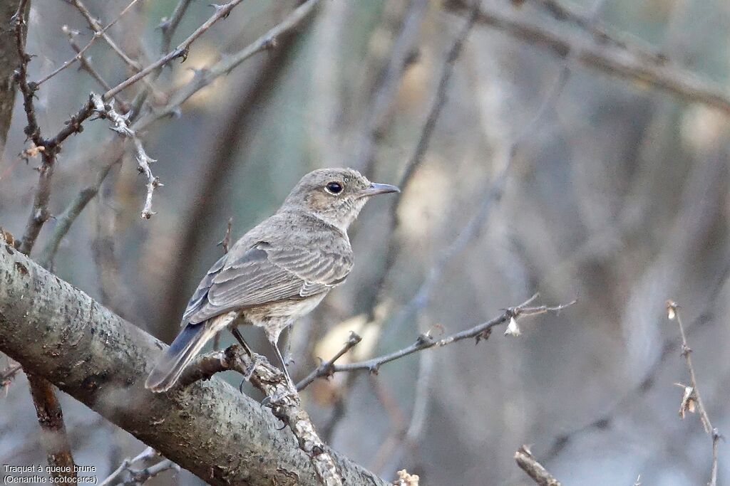 Brown-tailed Rock Chat