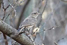 Brown-tailed Rock Chat