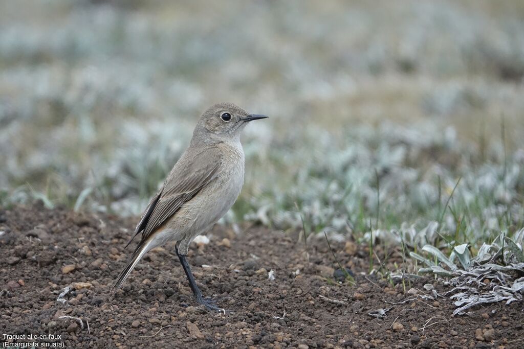 Sickle-winged Chat