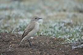 Sickle-winged Chat