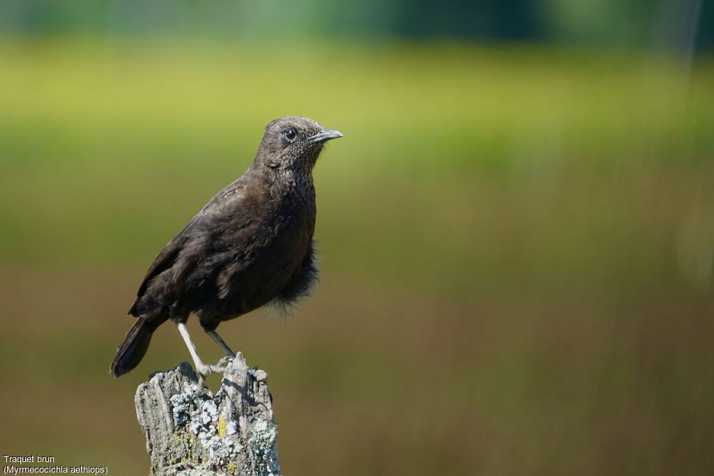 Anteater Chat